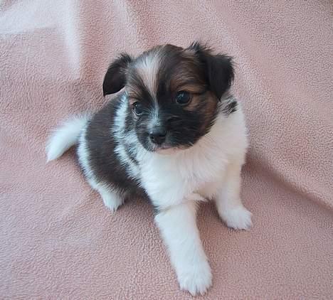 Papillon mek - hva laver du med den firkantet tingest billede 2