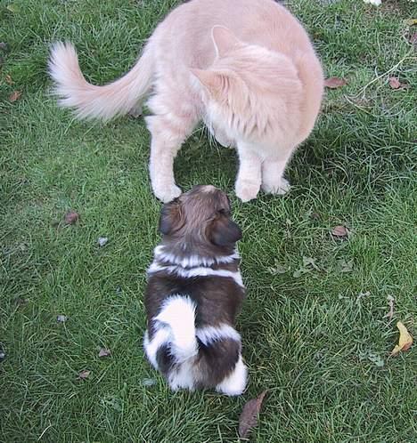 Papillon mek billede 3