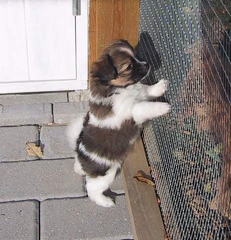 Papillon mek billede 4