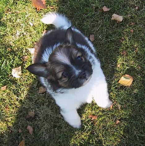 Papillon mek billede 5