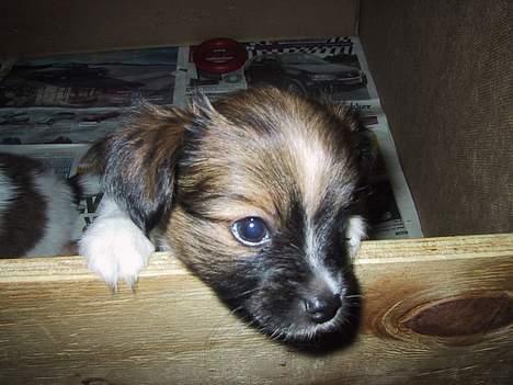 Papillon mek - må jeg ikk nok komme uud! billede 6