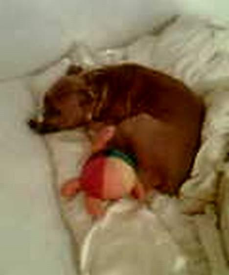 Amerikansk staffordshire terrier Foxy - Zzzzzzz.... billede 7