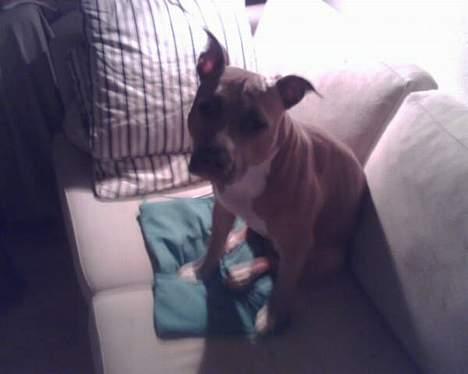 Amerikansk staffordshire terrier Foxy billede 8