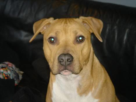 Amerikansk staffordshire terrier Nala - Her er så dejligt i min mor og far´s seng... :) billede 1