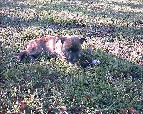 Blanding af racer Iggy (Mickey) - Er jeg ikke sød.. billede 1