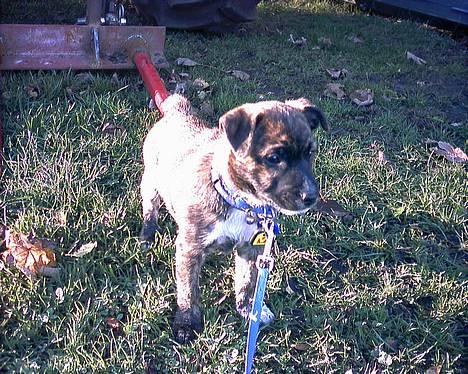 Blanding af racer Iggy (Mickey) - Hvad var det? billede 2