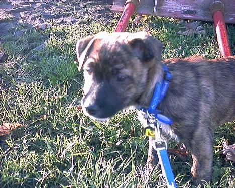 Blanding af racer Iggy (Mickey) - Mon de angriber mig hvis jeg står helt stille?? billede 3