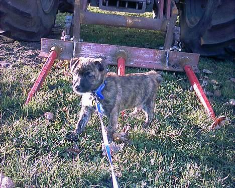 Blanding af racer Iggy (Mickey) - Jeg bliver ret så bange tabita.. kan du ikke redde mig? billede 4