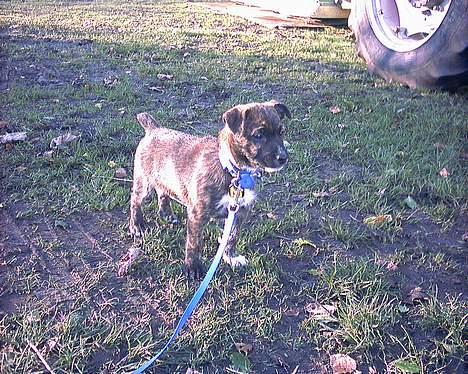 Blanding af racer Iggy (Mickey) - Hvad var det? billede 5