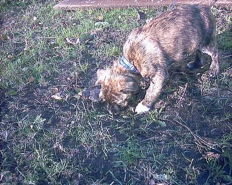 Blanding af racer Iggy (Mickey) - Jeg tror jeg har fundet liget af Jimmy Hoffa!!! eller noget... ? billede 6