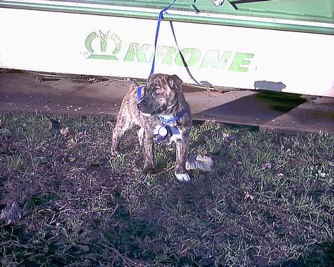 Blanding af racer Iggy (Mickey) - Hvorfor skal jeg stå her og ikke rende rundt og være lalleglad.. billede 7