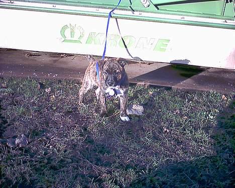 Blanding af racer Iggy (Mickey) - Tabita... jeg vil altså ud at løbe.. billede 8