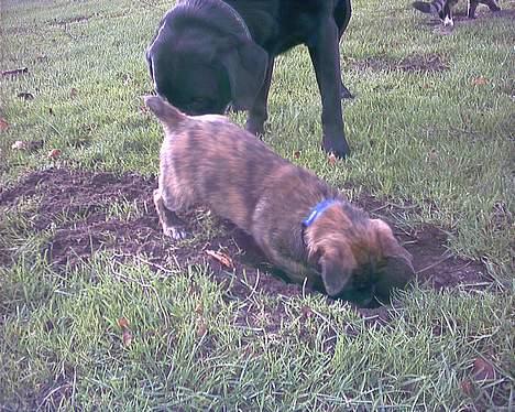 Blanding af racer Iggy (Mickey) - UUUH!! Buddy! det er godtnok et spændene hul du har gravet dig her.. nu skal jeg hjælpe dig med at gøre det større..! billede 9