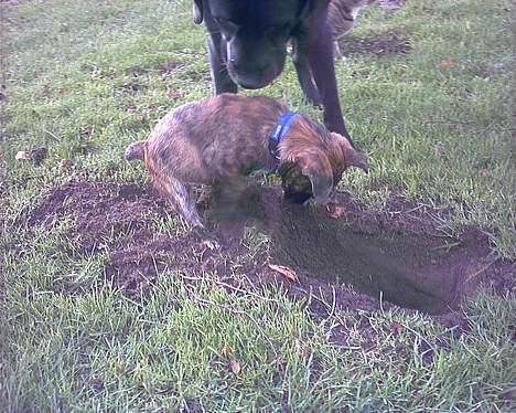 Blanding af racer Iggy (Mickey) - Ind mellem benene.. god taktik ikke? billede 10