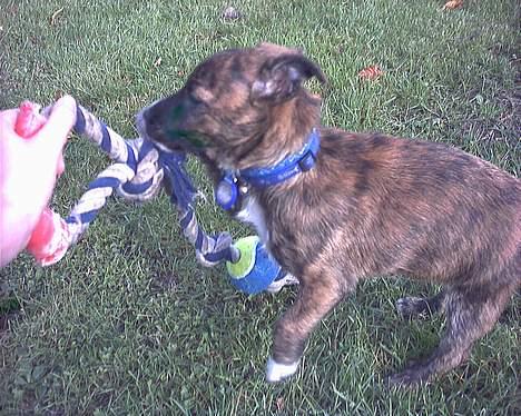 Blanding af racer Iggy (Mickey) - Kom så med det legetøj! billede 11