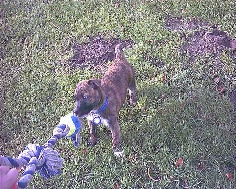 Blanding af racer Iggy (Mickey) - Giv mig det så! billede 12