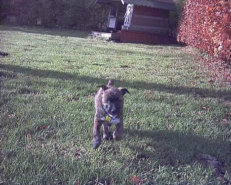 Blanding af racer Iggy (Mickey) - Hej Tabita!!!! jeg har godtnok savnet dig! jeg så en frygtingydende lille fugl som næsten spiste mig! eller ihvertfald så på mig.. billede 13