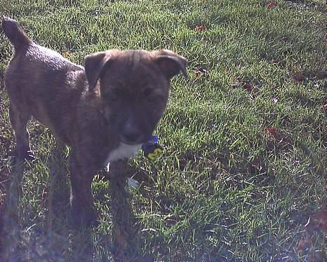 Blanding af racer Iggy (Mickey) - Hej med dig.. billede 14