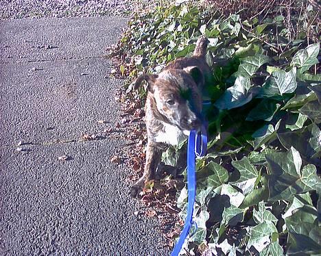 Blanding af racer Iggy (Mickey) - er Jeg fræk? eller ser jeg bare fræk ud!? billede 15