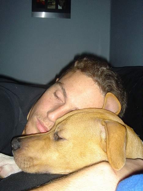 Amerikansk staffordshire terrier Nala - Så er det snart senge tid :) Falder lidt hen med min far... Zzz billede 2