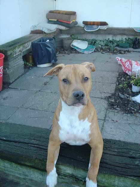 Amerikansk staffordshire terrier Nala billede 3