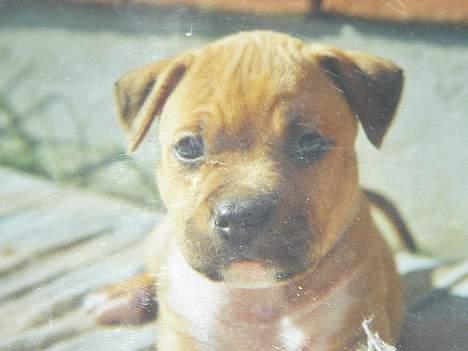 Amerikansk staffordshire terrier Nala - Mit først billede... billede 4