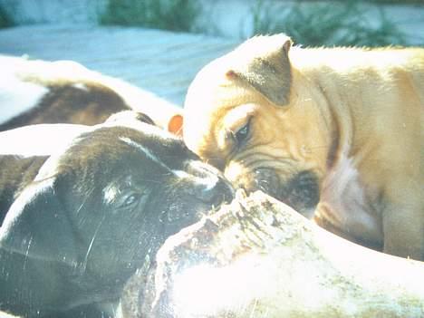 Amerikansk staffordshire terrier Nala - Hader at dele, men det skal man bare nogen gange...Desværre.. billede 5