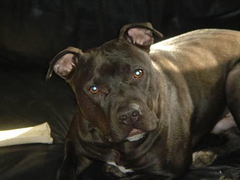 Amerikansk staffordshire terrier Nero billede 1