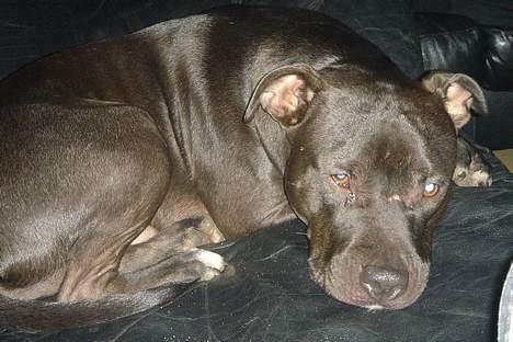 Amerikansk staffordshire terrier Nero billede 2
