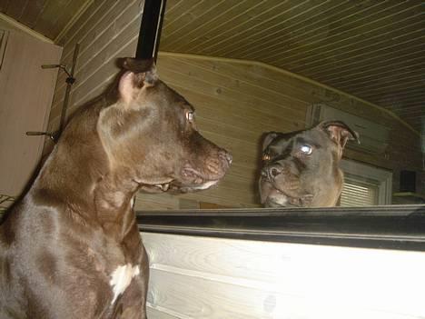 Amerikansk staffordshire terrier Nero billede 3