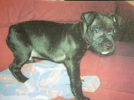 Amerikansk staffordshire terrier Nero billede 4