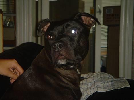 Amerikansk staffordshire terrier Nero billede 5