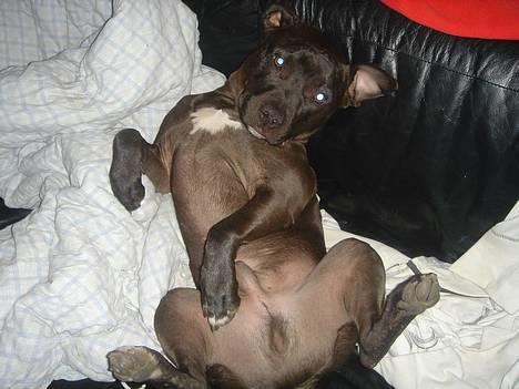 Amerikansk staffordshire terrier Nero billede 6