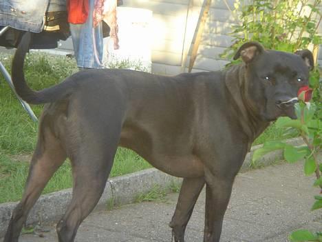 Amerikansk staffordshire terrier Nero billede 7