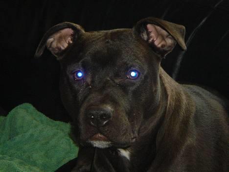 Amerikansk staffordshire terrier Nero billede 8