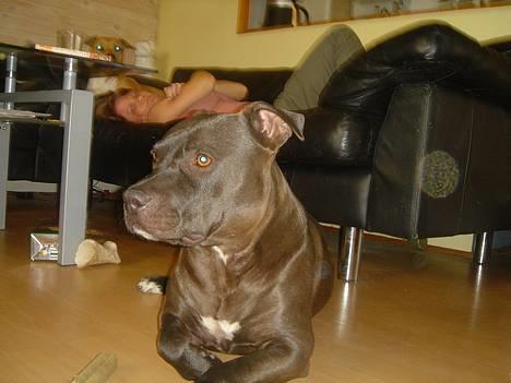 Amerikansk staffordshire terrier Nero billede 9