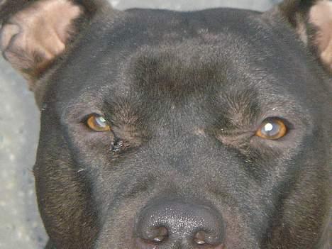 Amerikansk staffordshire terrier Nero billede 10