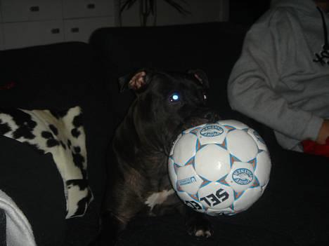 Amerikansk staffordshire terrier Nero billede 11