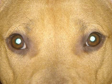 Amerikansk staffordshire terrier Nala billede 6