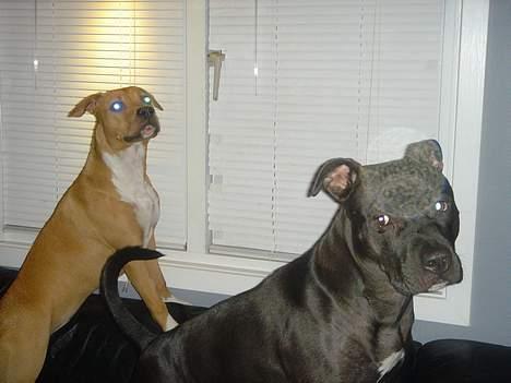 Amerikansk staffordshire terrier Nala - Fang så fluen bror, jeg ved du kan... Måske hvis jeg os hjælper til... billede 7