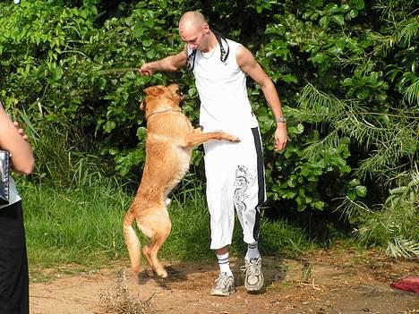 Labrador retriever Malick - Åhhhh, nej hvidt tøj og våde hunde poter billede 12