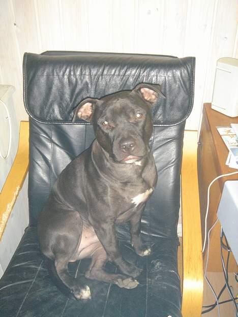 Amerikansk staffordshire terrier Nero billede 12