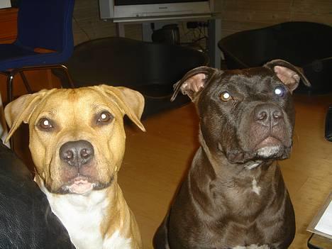 Amerikansk staffordshire terrier Nero billede 13