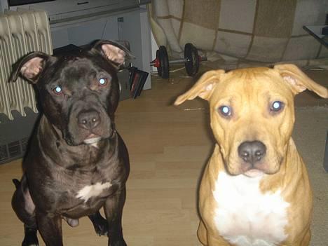 Amerikansk staffordshire terrier Nero billede 14