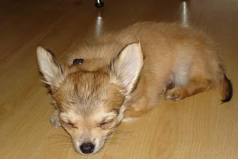 Chihuahua Elvis - jeg er meget træt efter leg med mine hunde søsken billede 1