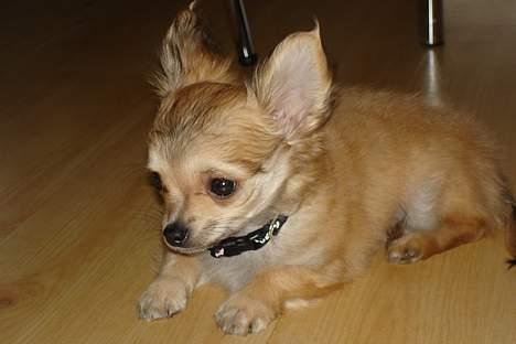 Chihuahua Elvis - nu er jeg klar igen ............ skulle der være noget så kan i bare komme an billede 2
