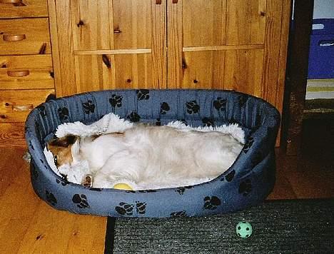 Kooikerhondje Zibbe - Zibbe tager lige en lur i hendes kurv billede 5