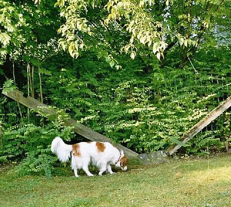 Kooikerhondje Zibbe - Mon der er noget der er spændende her? billede 6