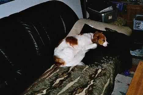 Kooikerhondje Zibbe - Tager lige en lur oppe i sofaen..... billede 7