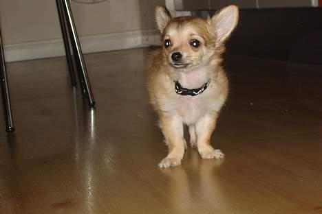 Chihuahua Elvis - lidt storsnudet måske billede 3